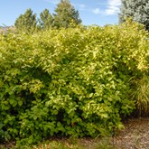 Yellow Twig Dogwood